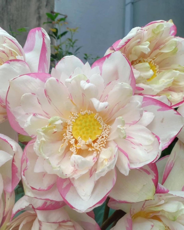 Chị em phát sốt, lùng mua bằng được hoa sen đột biến độc lạ-5