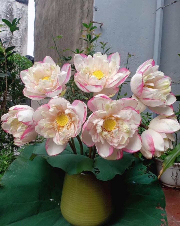 Chị em phát sốt, lùng mua bằng được hoa sen đột biến độc lạ-7