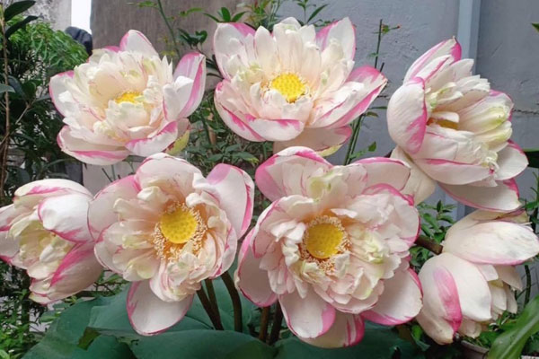 Giá chưa bao giờ rẻ thế, sen 1.000 cánh chỉ 3.000 đồng/bông-5