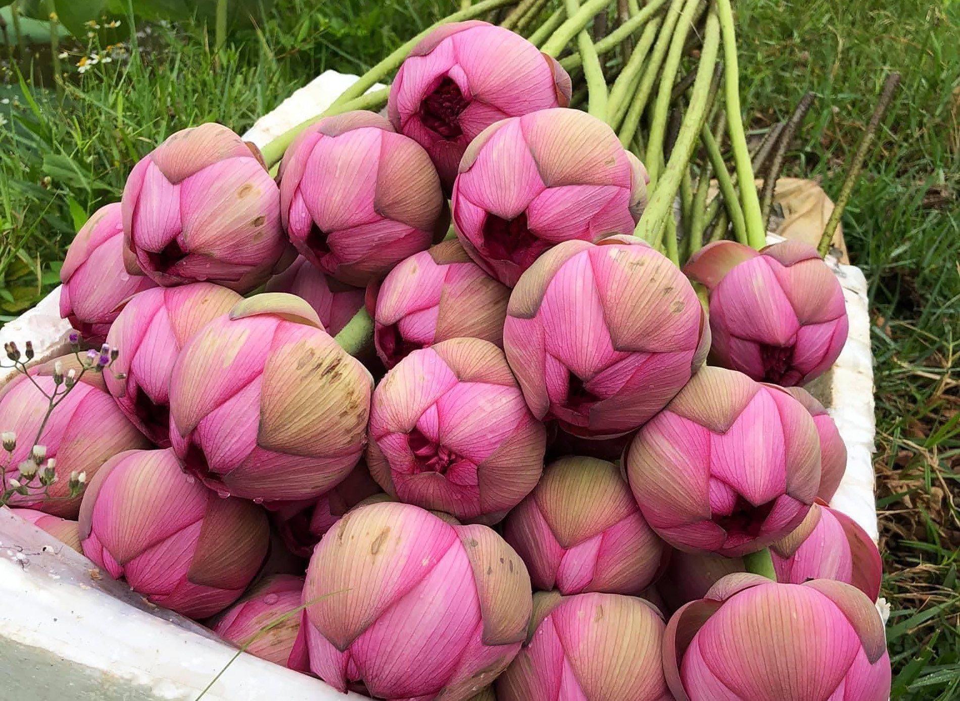 Giá chưa bao giờ rẻ thế, sen 1.000 cánh chỉ 3.000 đồng/bông-2