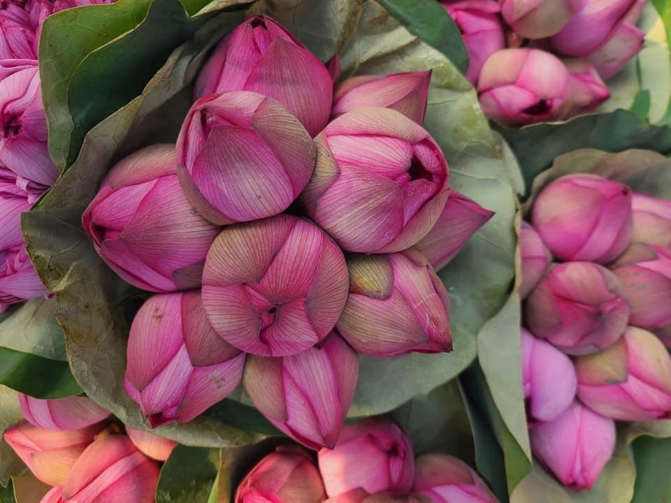 Giá chưa bao giờ rẻ thế, sen 1.000 cánh chỉ 3.000 đồng/bông-3