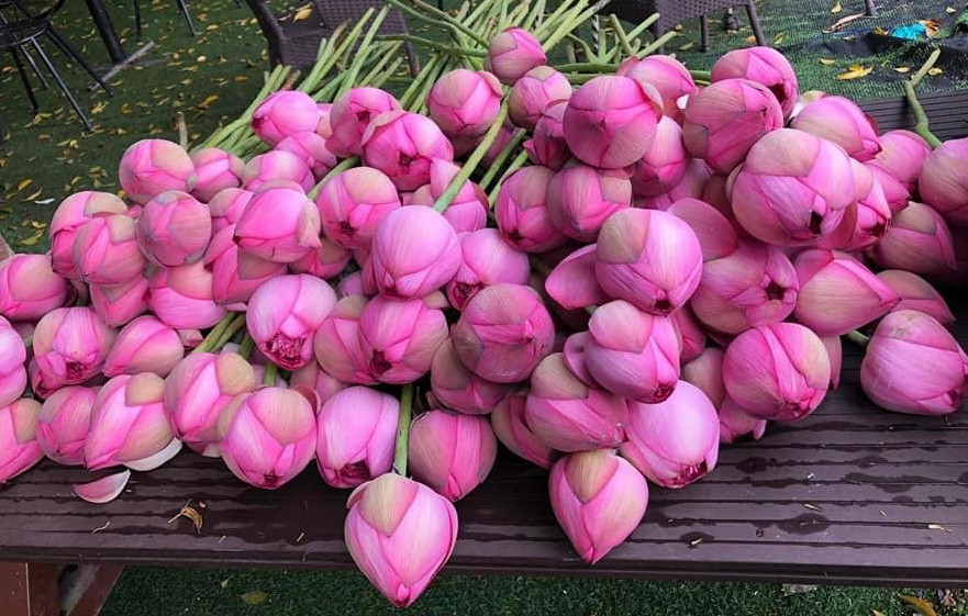 Giá chưa bao giờ rẻ thế, sen 1.000 cánh chỉ 3.000 đồng/bông-4