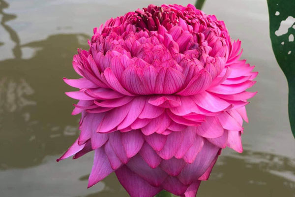 Chuyện về người đàn ông ngoại thành Hà Nội biến cánh đồng hoang, kiếm tiền tỷ từ hoa sen-13