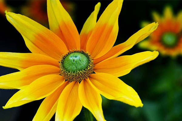 Tử vi ngày 16/6/2023 của 12 cung hoàng đạo: Kim Ngưu may mắn, Bọ Cạp nóng tính-1