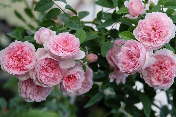 Tử vi ngày 16/6/2023 của 12 cung hoàng đạo: Kim Ngưu may mắn, Bọ Cạp nóng tính-3