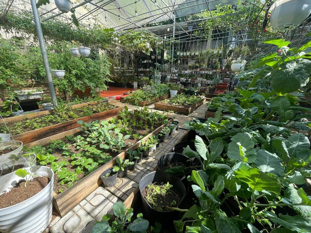 Chi 10 triệu cho mảnh vườn thứ hai sau khi đã có vựa rau rộng 70m2: Nhìn mê, chăm thì không dễ!-2