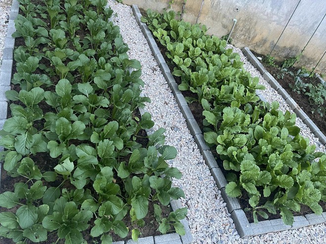 Chi 10 triệu cho mảnh vườn thứ hai sau khi đã có vựa rau rộng 70m2: Nhìn mê, chăm thì không dễ!-3