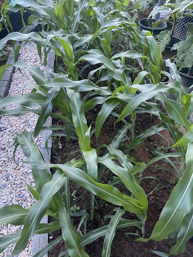 Chi 10 triệu cho mảnh vườn thứ hai sau khi đã có vựa rau rộng 70m2: Nhìn mê, chăm thì không dễ!-4