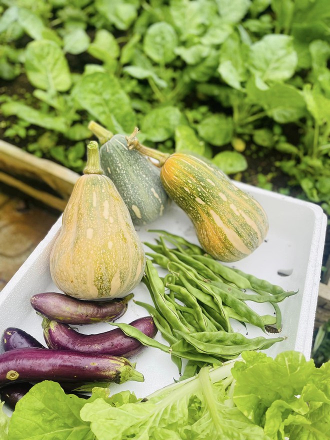 Chi 10 triệu cho mảnh vườn thứ hai sau khi đã có vựa rau rộng 70m2: Nhìn mê, chăm thì không dễ!-10