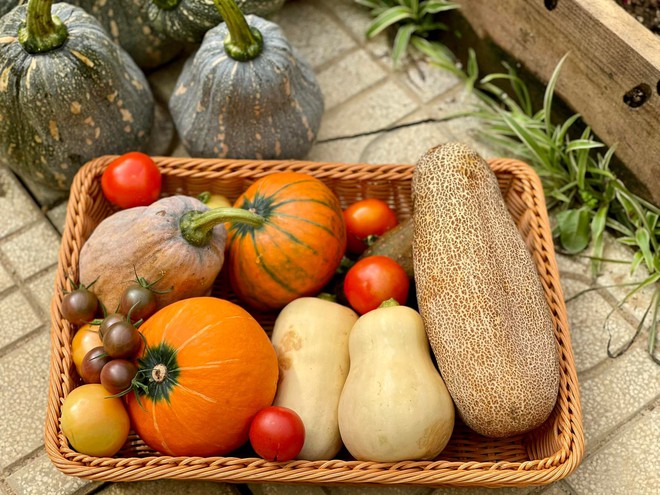 Chi 10 triệu cho mảnh vườn thứ hai sau khi đã có vựa rau rộng 70m2: Nhìn mê, chăm thì không dễ!-11