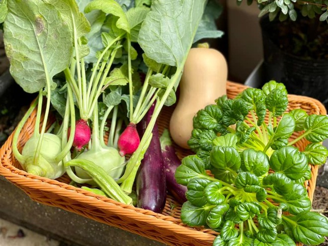 Chi 10 triệu cho mảnh vườn thứ hai sau khi đã có vựa rau rộng 70m2: Nhìn mê, chăm thì không dễ!-8