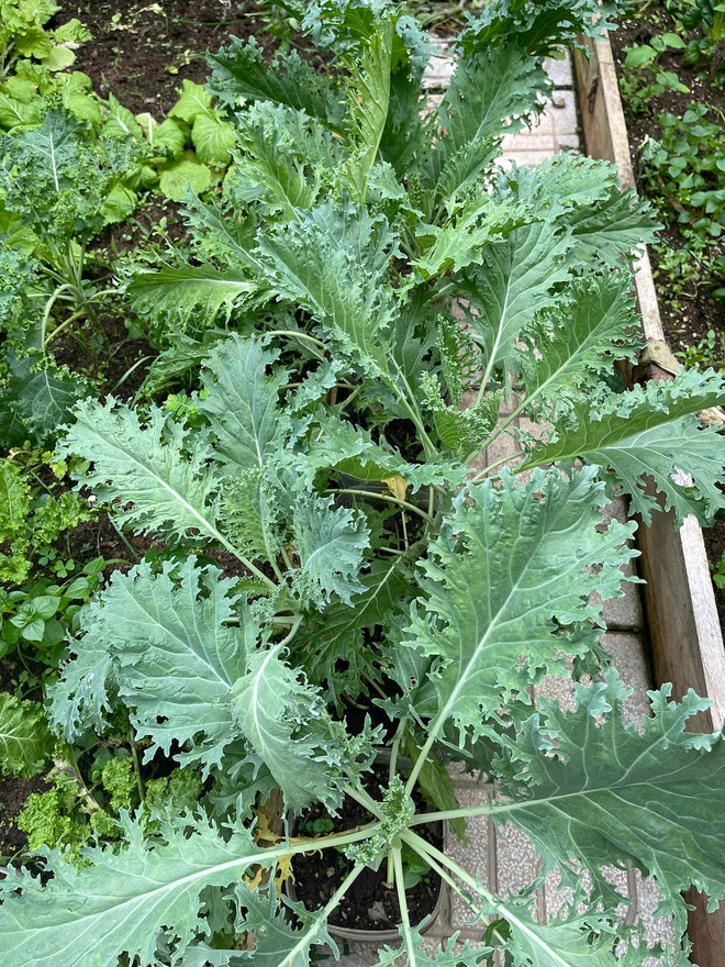 Chi 10 triệu cho mảnh vườn thứ hai sau khi đã có vựa rau rộng 70m2: Nhìn mê, chăm thì không dễ!-14