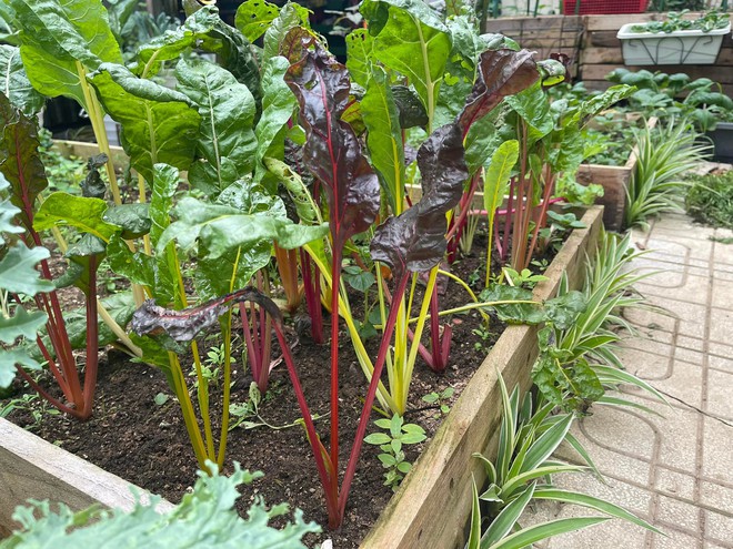 Chi 10 triệu cho mảnh vườn thứ hai sau khi đã có vựa rau rộng 70m2: Nhìn mê, chăm thì không dễ!-15