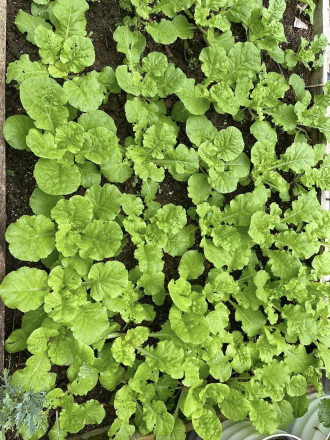 Chi 10 triệu cho mảnh vườn thứ hai sau khi đã có vựa rau rộng 70m2: Nhìn mê, chăm thì không dễ!-16