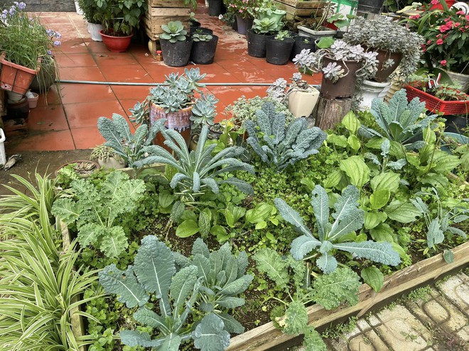 Chi 10 triệu cho mảnh vườn thứ hai sau khi đã có vựa rau rộng 70m2: Nhìn mê, chăm thì không dễ!-17