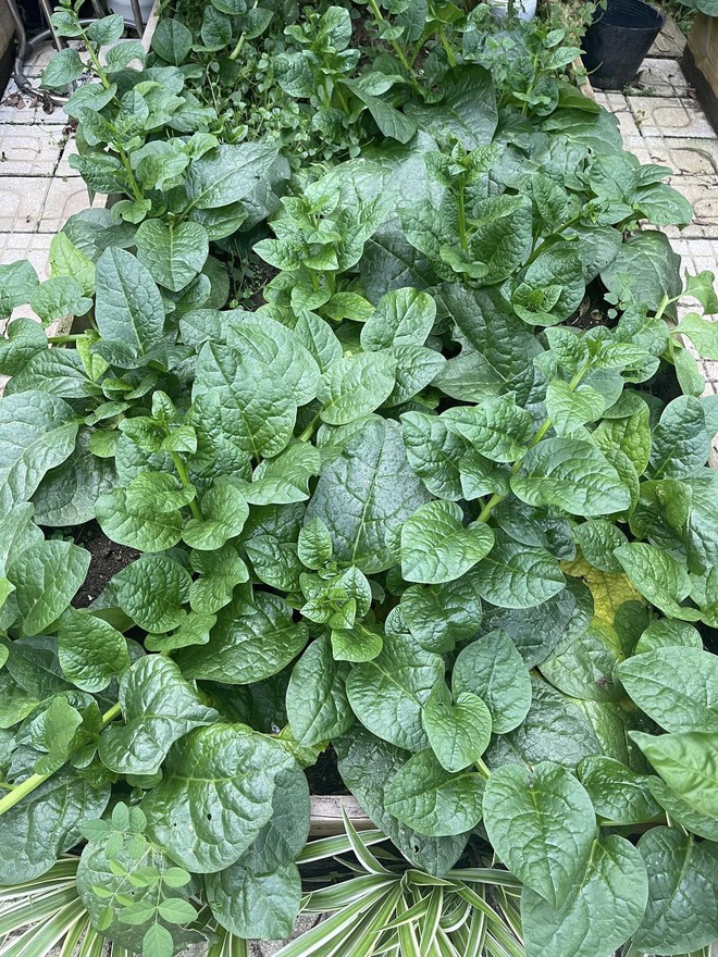 Chi 10 triệu cho mảnh vườn thứ hai sau khi đã có vựa rau rộng 70m2: Nhìn mê, chăm thì không dễ!-18