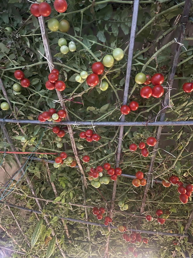 Chi 10 triệu cho mảnh vườn thứ hai sau khi đã có vựa rau rộng 70m2: Nhìn mê, chăm thì không dễ!-20