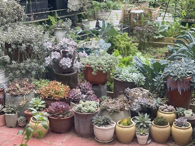 Chi 10 triệu cho mảnh vườn thứ hai sau khi đã có vựa rau rộng 70m2: Nhìn mê, chăm thì không dễ!-21