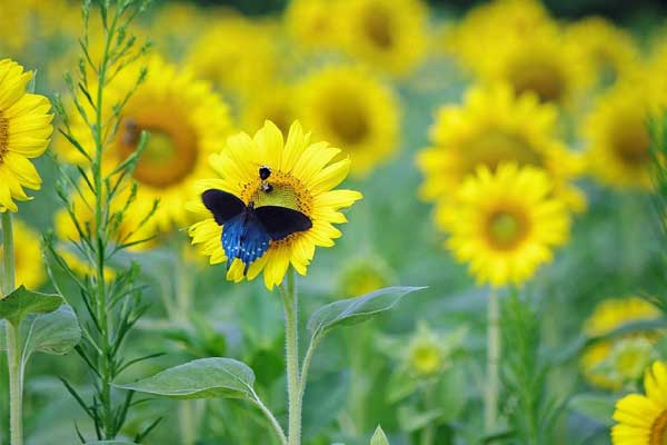 Ai sinh tháng Âm lịch này khiêm tốn, chăm chỉ, gặp nhiều may mắn, sau 30 không còn nghèo khó-1