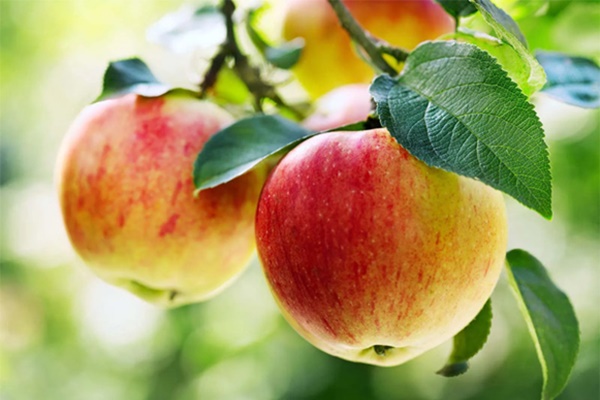 Loại quả ăn mỗi ngày giúp giảm nguy cơ ốm đau-1