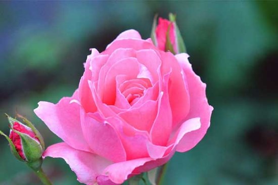 Nửa cuối tháng 6, 3 con giáp đến thời hoàng kim, tin vui gõ cửa dồn dập, gánh lộc về nhà