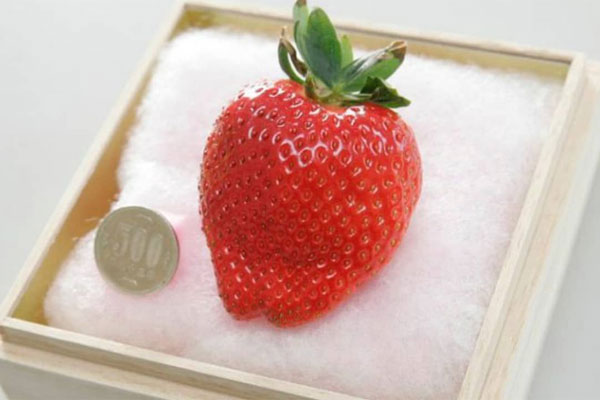 Loại quả quen thuộc ở Việt Nam, người đàn ông này phù phép” thành chục triệu mỗi quả-1