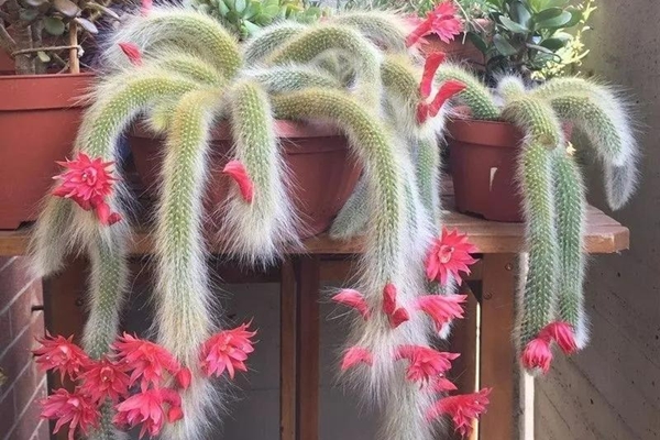 Những cây cảnh hễ vào nhà là gặp họa, chuyển ra sân tài lộc đến ào ào, không phải mê tín mà có cơ sở-4