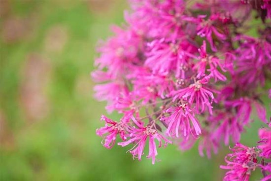 Tử vi ngày 17/6/2023: Tuổi Dần đi xa may mắn, tuổi Tỵ đừng quá tin ai