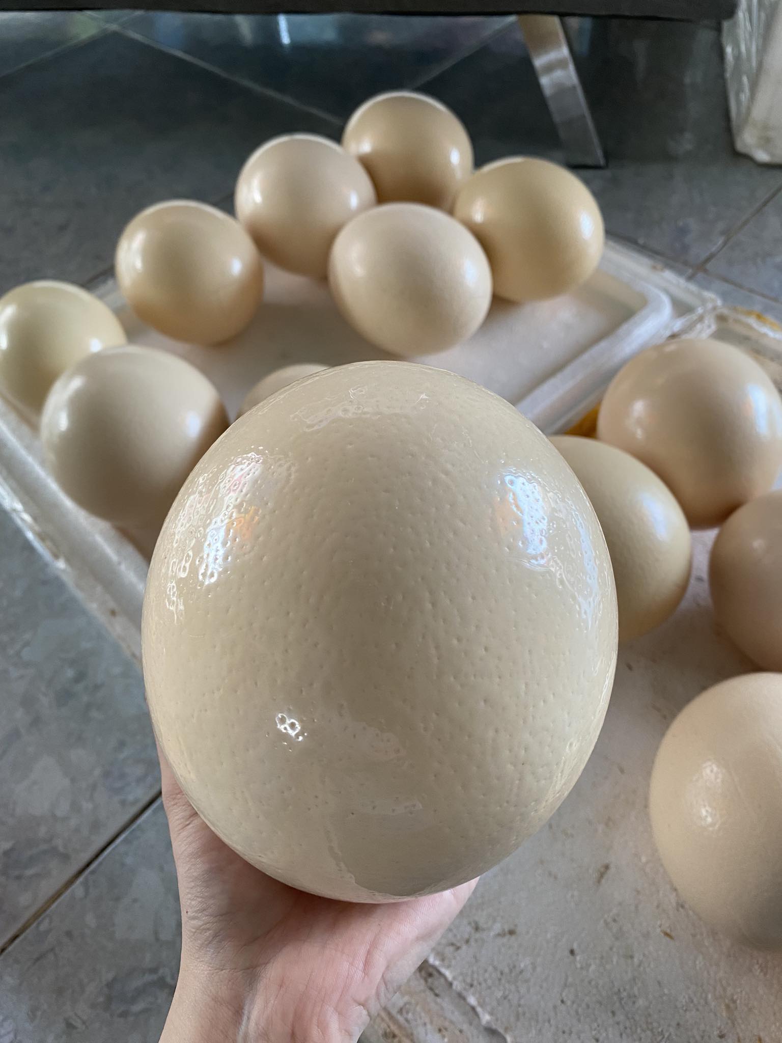 Kỳ lạ loại trứng giá hơn 500.000 đồng/quả vẫn cháy hàng-1