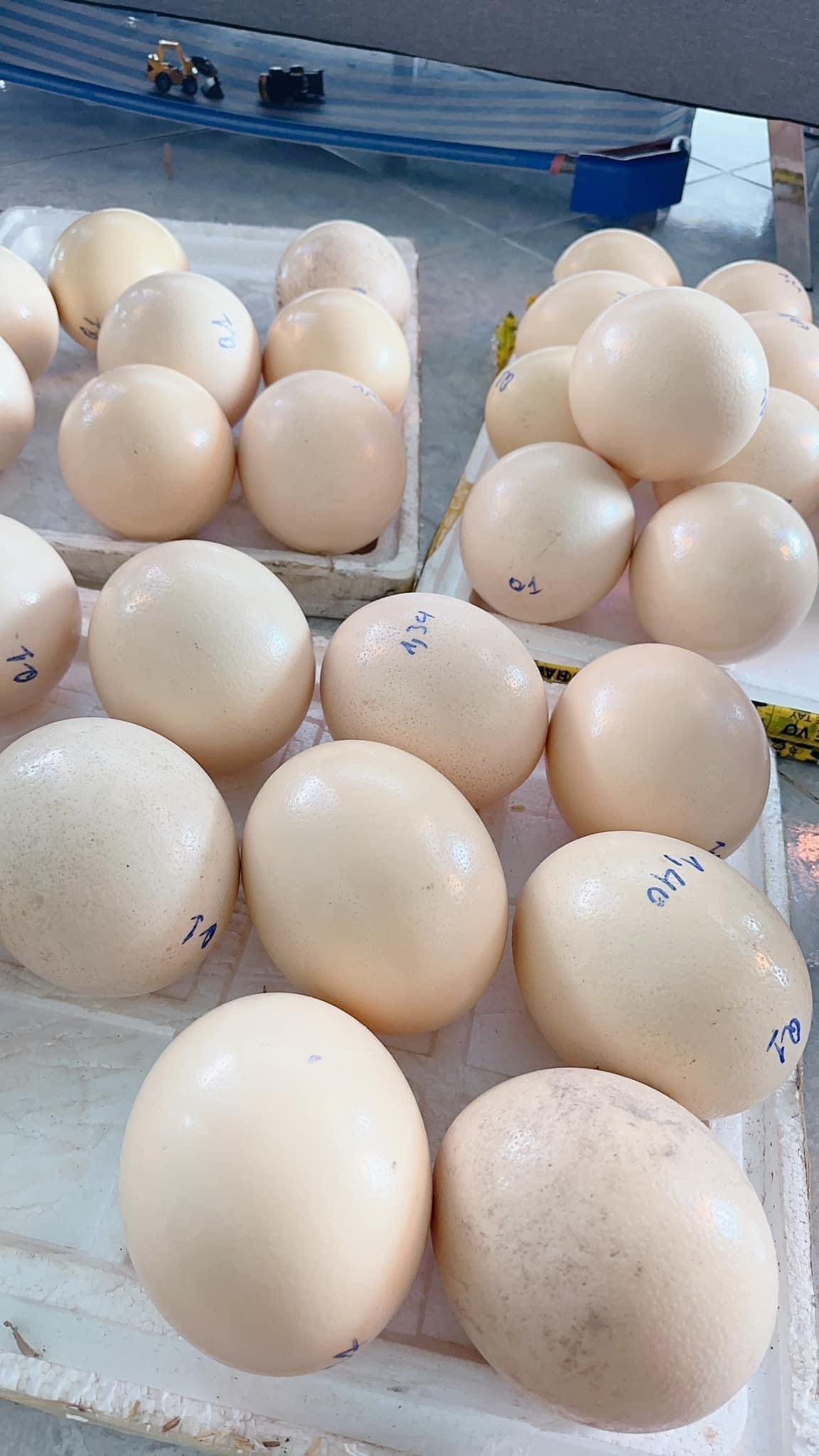 Kỳ lạ loại trứng giá hơn 500.000 đồng/quả vẫn cháy hàng-2