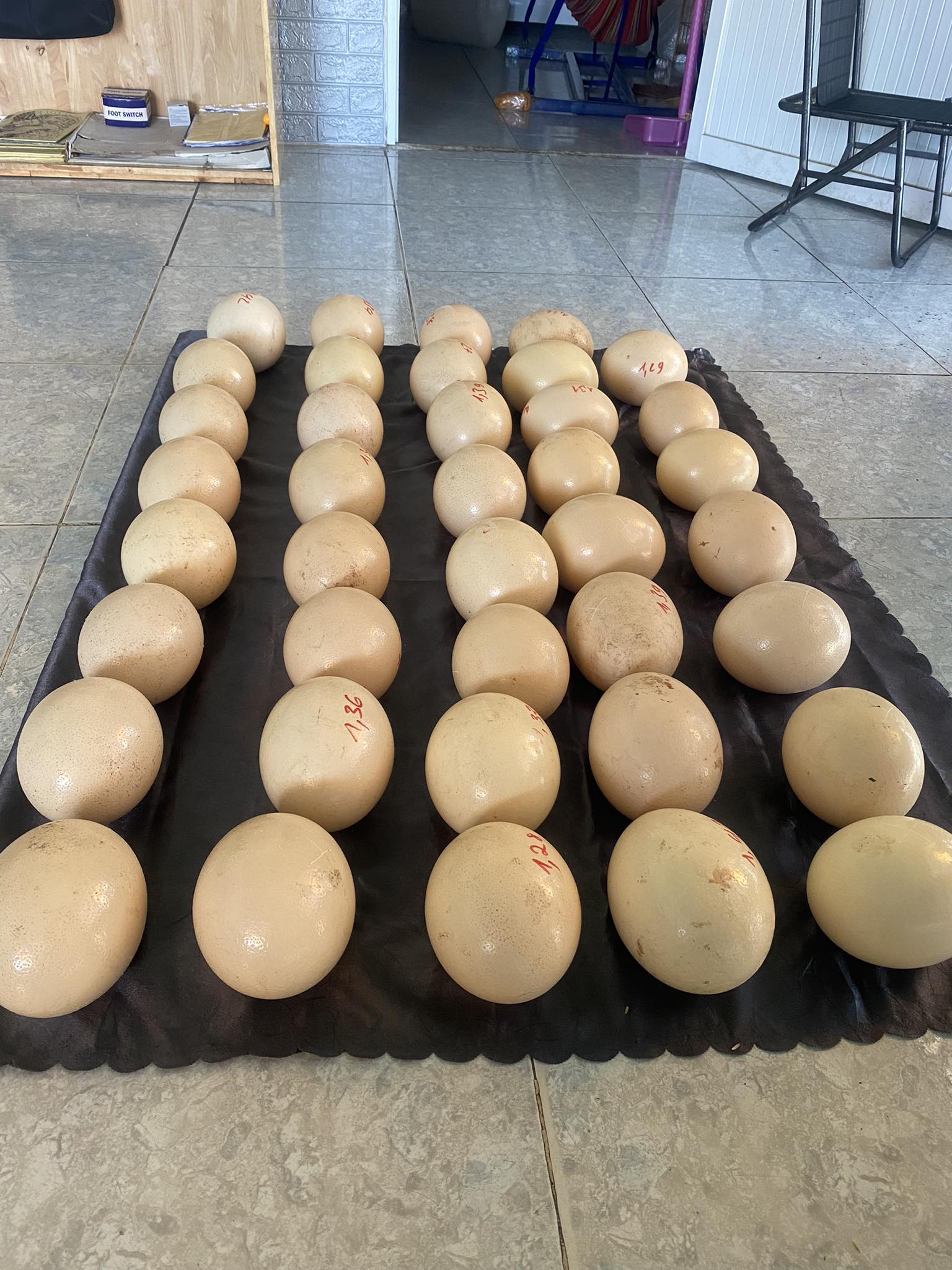 Kỳ lạ loại trứng giá hơn 500.000 đồng/quả vẫn cháy hàng-3