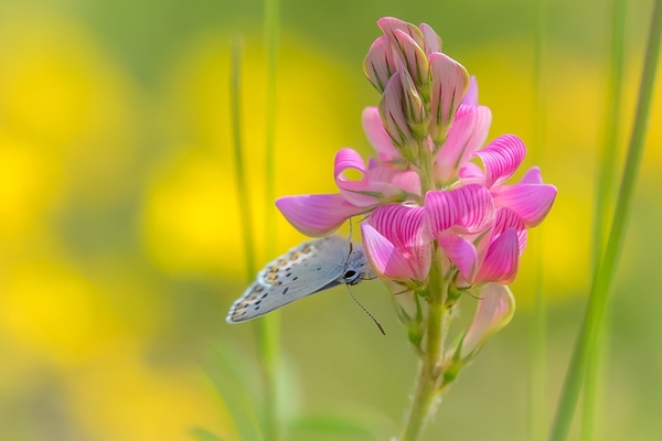 Tháng 5 Âm lịch đến gần, 4 con giáp không gặp tiểu nhân, làm ăn phát đạt, đếm tiền mỏi tay, dài lâu may mắn-5