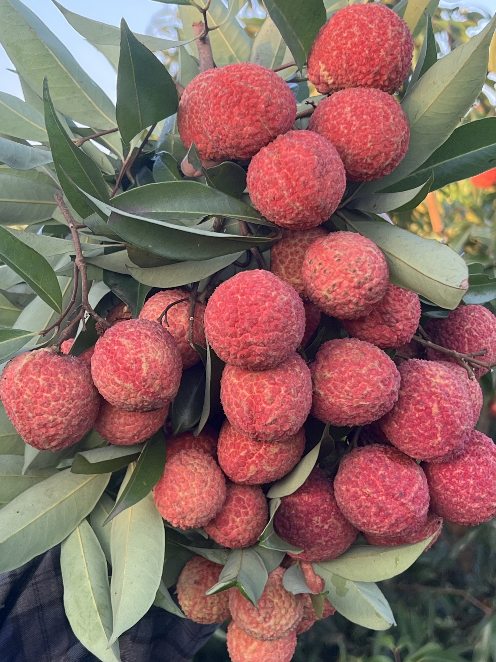 Thanh Hoá: Mở rộng vùng trồng vải thiều không hạt để xuất khẩu-2