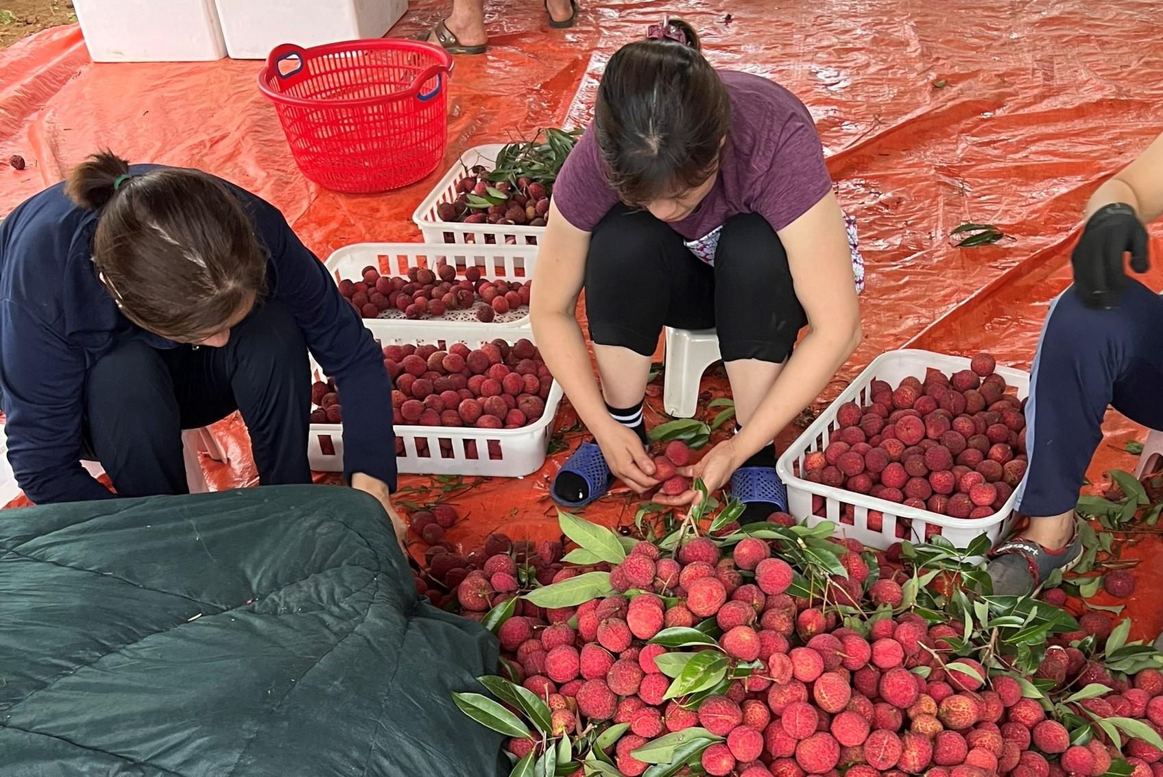 Thanh Hoá: Mở rộng vùng trồng vải thiều không hạt để xuất khẩu-3