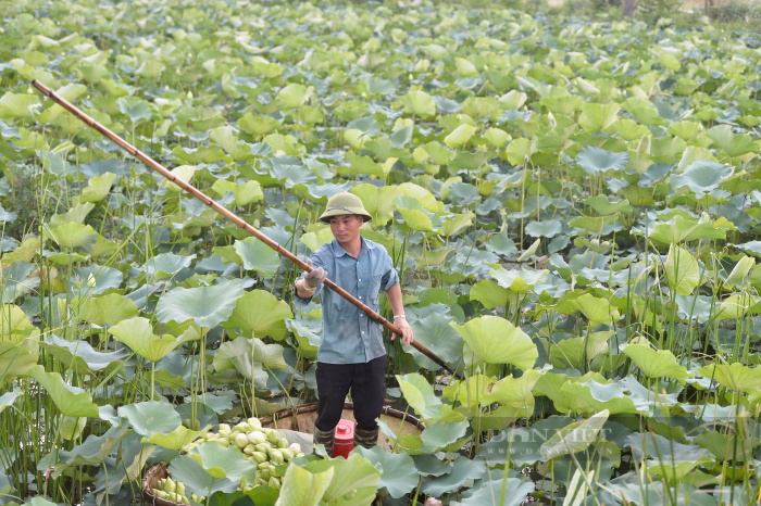 Chuyện về người đàn ông ngoại thành Hà Nội biến cánh đồng hoang, kiếm tiền tỷ từ hoa sen-1
