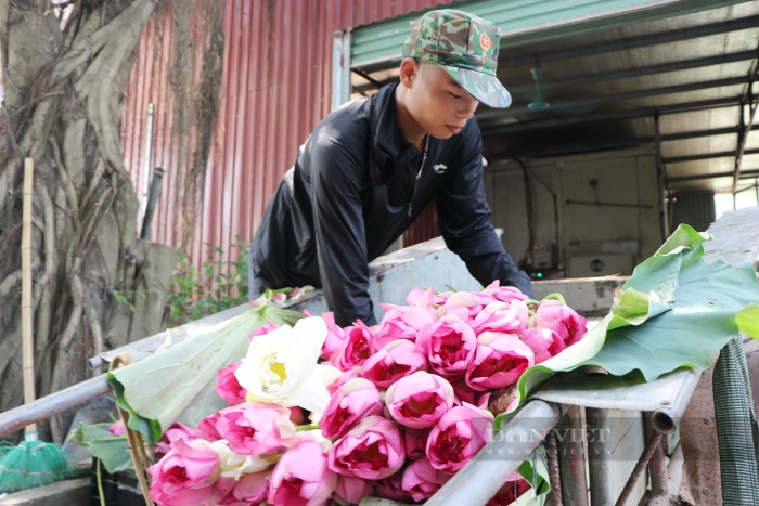 Chuyện về người đàn ông ngoại thành Hà Nội biến cánh đồng hoang, kiếm tiền tỷ từ hoa sen-2