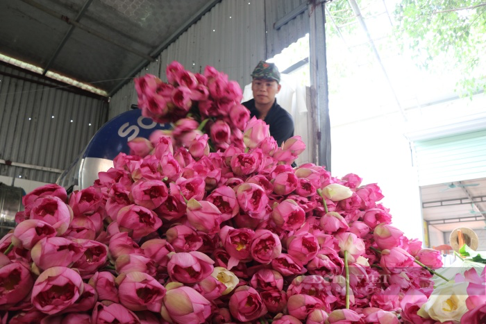 Chuyện về người đàn ông ngoại thành Hà Nội biến cánh đồng hoang, kiếm tiền tỷ từ hoa sen-3