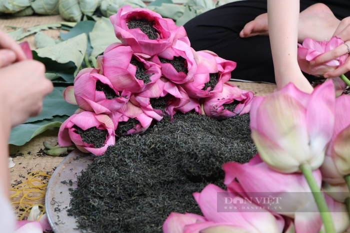 Chuyện về người đàn ông ngoại thành Hà Nội biến cánh đồng hoang, kiếm tiền tỷ từ hoa sen-6