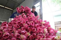 Chuyện về người đàn ông ngoại thành Hà Nội biến cánh đồng hoang, kiếm tiền tỷ từ hoa sen