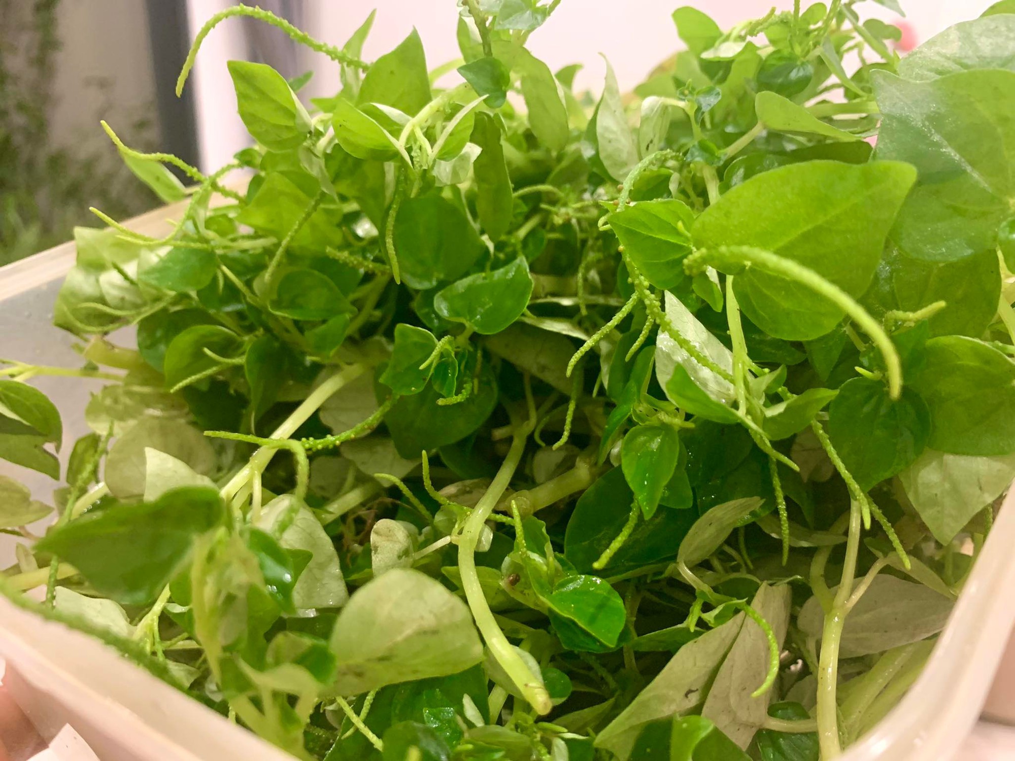 Loại rau mọc ở vách tường, xưa người nghèo mới ăn, nay người giàu săn đón, làm gỏi ngon, mát, bổ-1