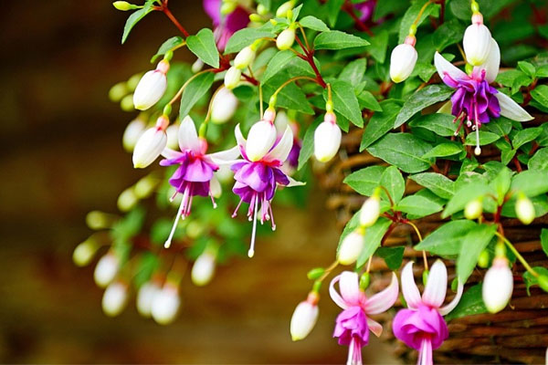 Tử vi ngày 18/6/2023: Tuổi Thìn đối diện áp lực, tuổi Mùi tin vui tiền bạc-1