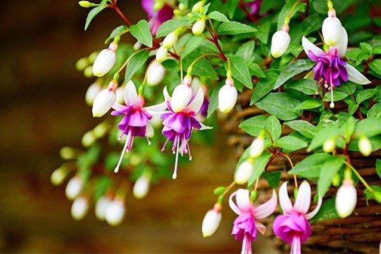 Tử vi ngày 18/6/2023: Tuổi Thìn đối diện áp lực, tuổi Mùi tin vui tiền bạc