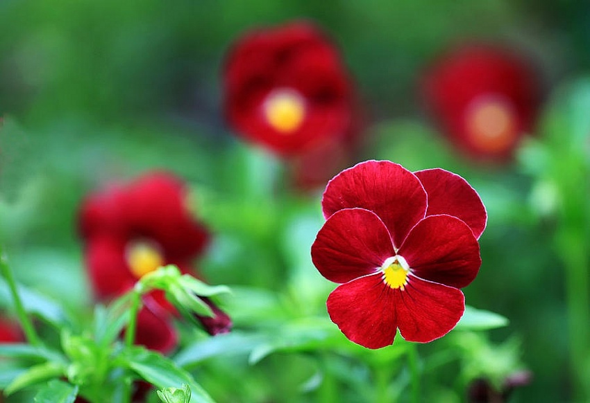 Tử vi tuần mới 19/6 - 25/6/2023: Tuổi Mão vượt qua trở ngại, tuổi Dậu tin vui ghé thăm-2