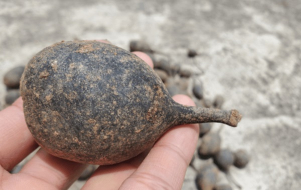 Hé lộ cây nấm như quả trứng đen, vài triệu 1 lạng nhưng người đào được không bán-2