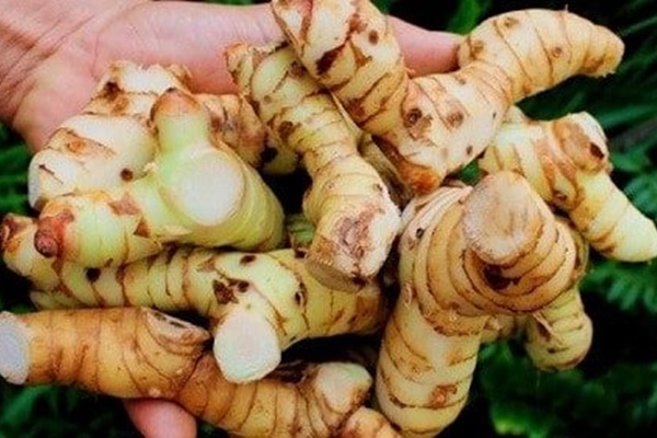 2 loại củ vừa là khắc tinh” của ung thư, vừa là thần dược trị đau dạ dày, xương khớp hiệu quả-1