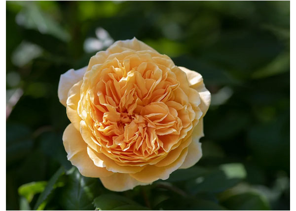 Tử vi ngày 19/6/2023 của 12 cung hoàng đạo: Bạch Dương hoạt bát, Bảo Bình căng thẳng-3