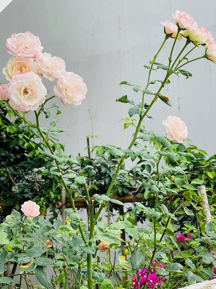 Điểm chung thú vị giữa 2 cơ ngơi của vợ mới - Phương Oanh và vợ cũ - Đào Lan Hương của Shark Bình-17