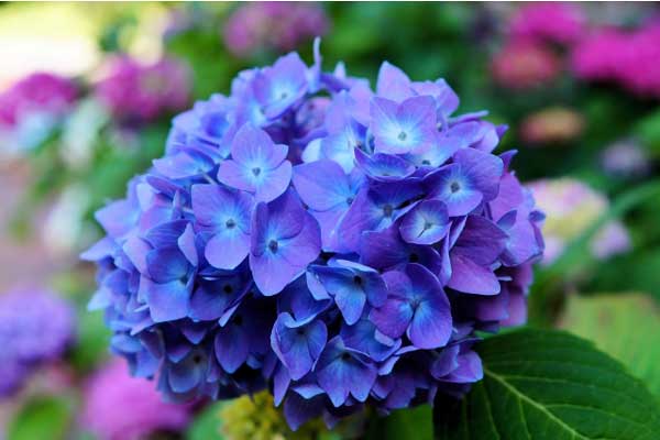 Mở khóa tài vận: Người sinh vào 3 tháng Âm lịch này có tài lãnh đạo, tương lai rộng đường thăng tiến-2