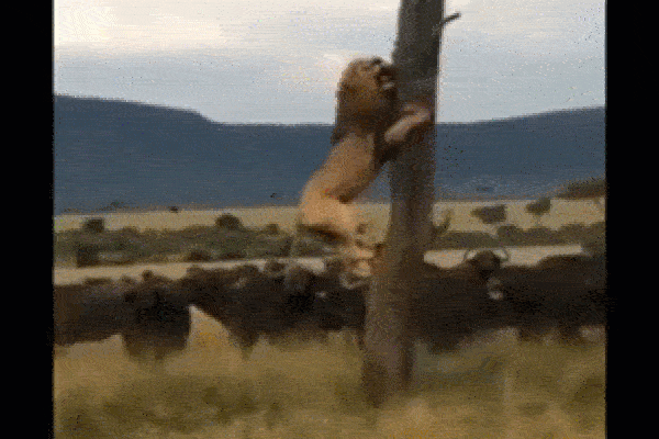 Ngã vào đàn trâu rừng đang bao vây tứ phía, sư tử thoát chết ngoạn mục-1