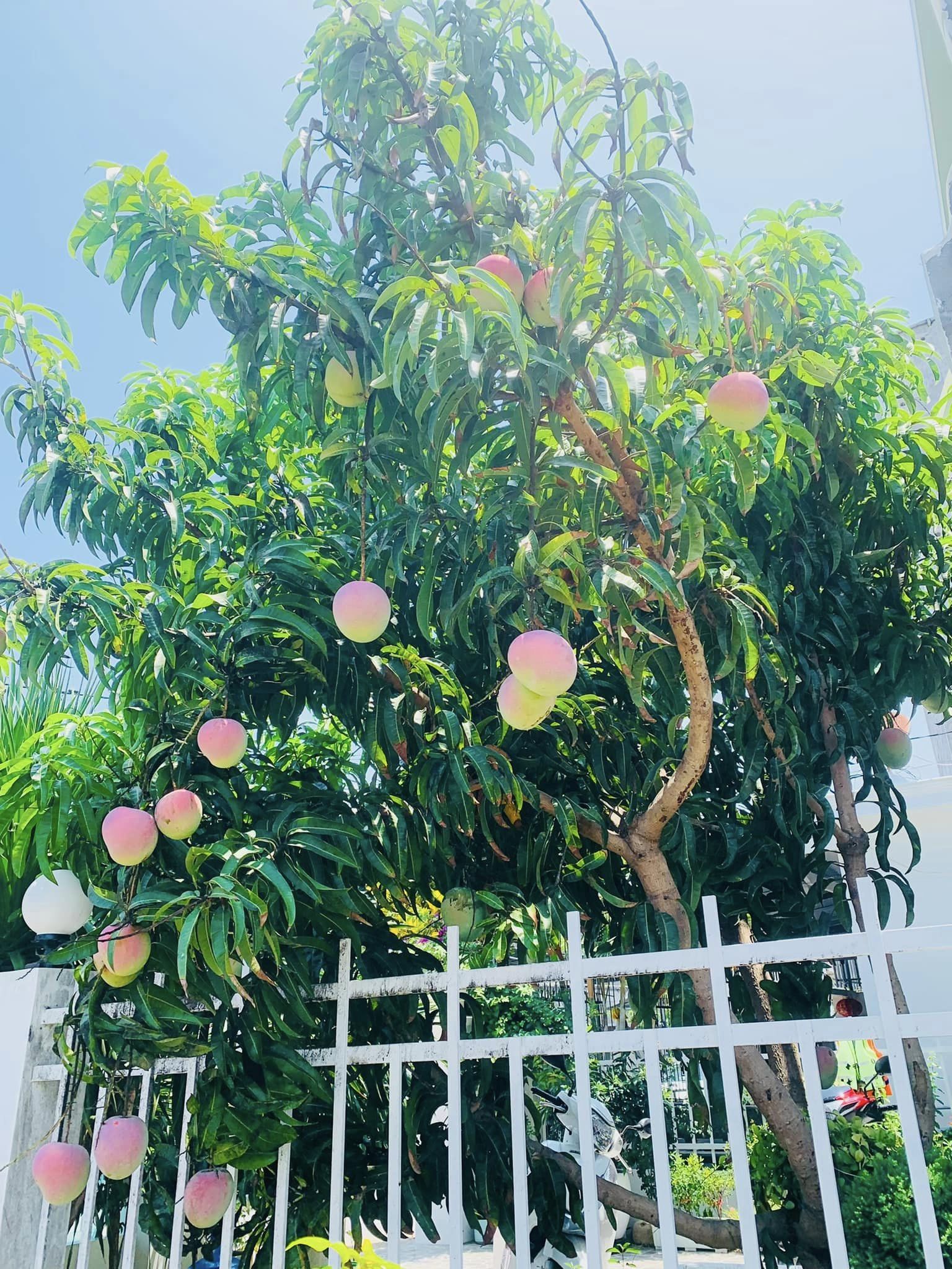 Bỏ phố về biển, bà mẹ 2 con tự thiết kế ngôi nhà nhỏ xinh với khoảng sân đầy nắng và cây xanh-4